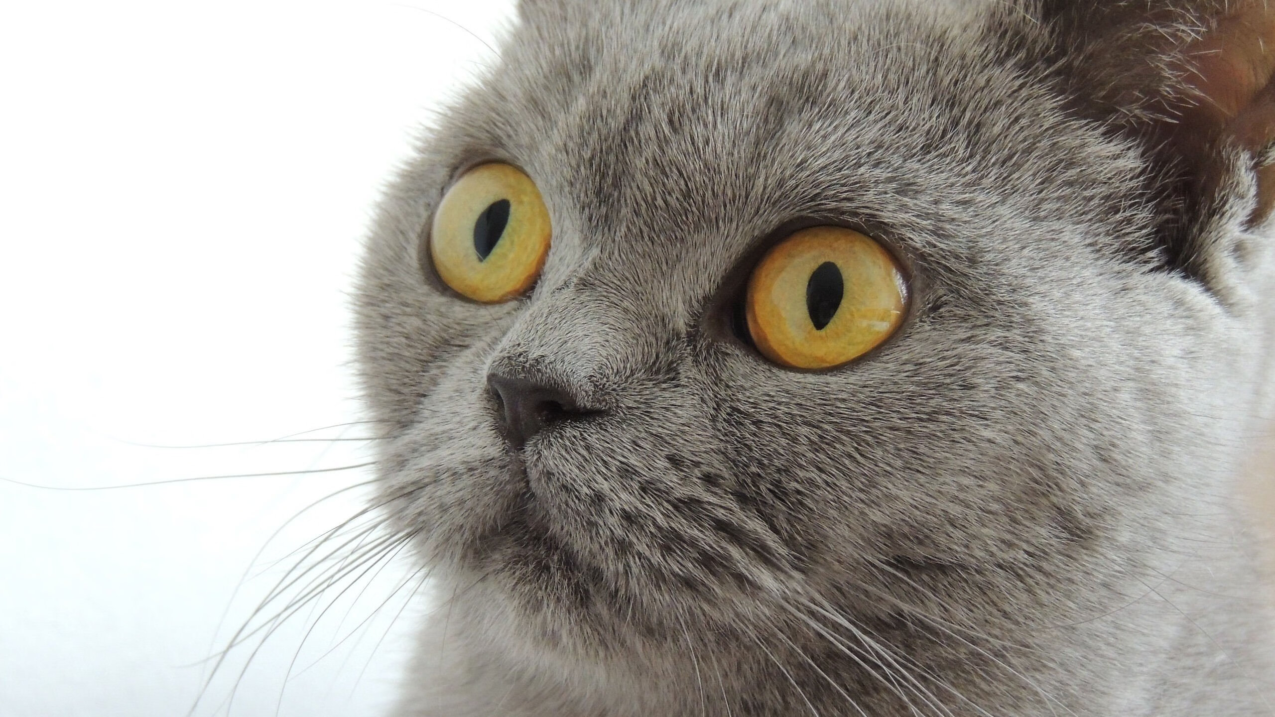 光明记忆未来之星战队选拔赛火热展开，预知未来 光明会卡牌